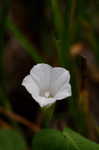 White morning-glory